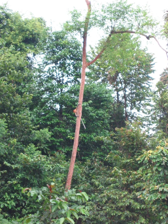 an animal climbing on a large tree in the jungle