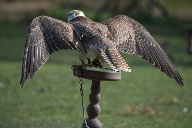 two birds on a bird feeder, one with outstretched wings