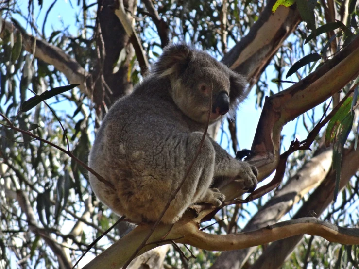 koala bear sitting in a tree with it's head on the nch