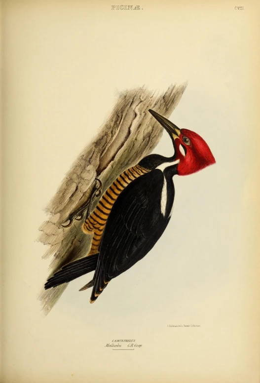 a colorfully colored vintage print of a bird