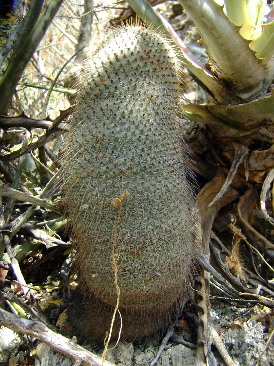 a cactus on the ground surrounded by dry grass