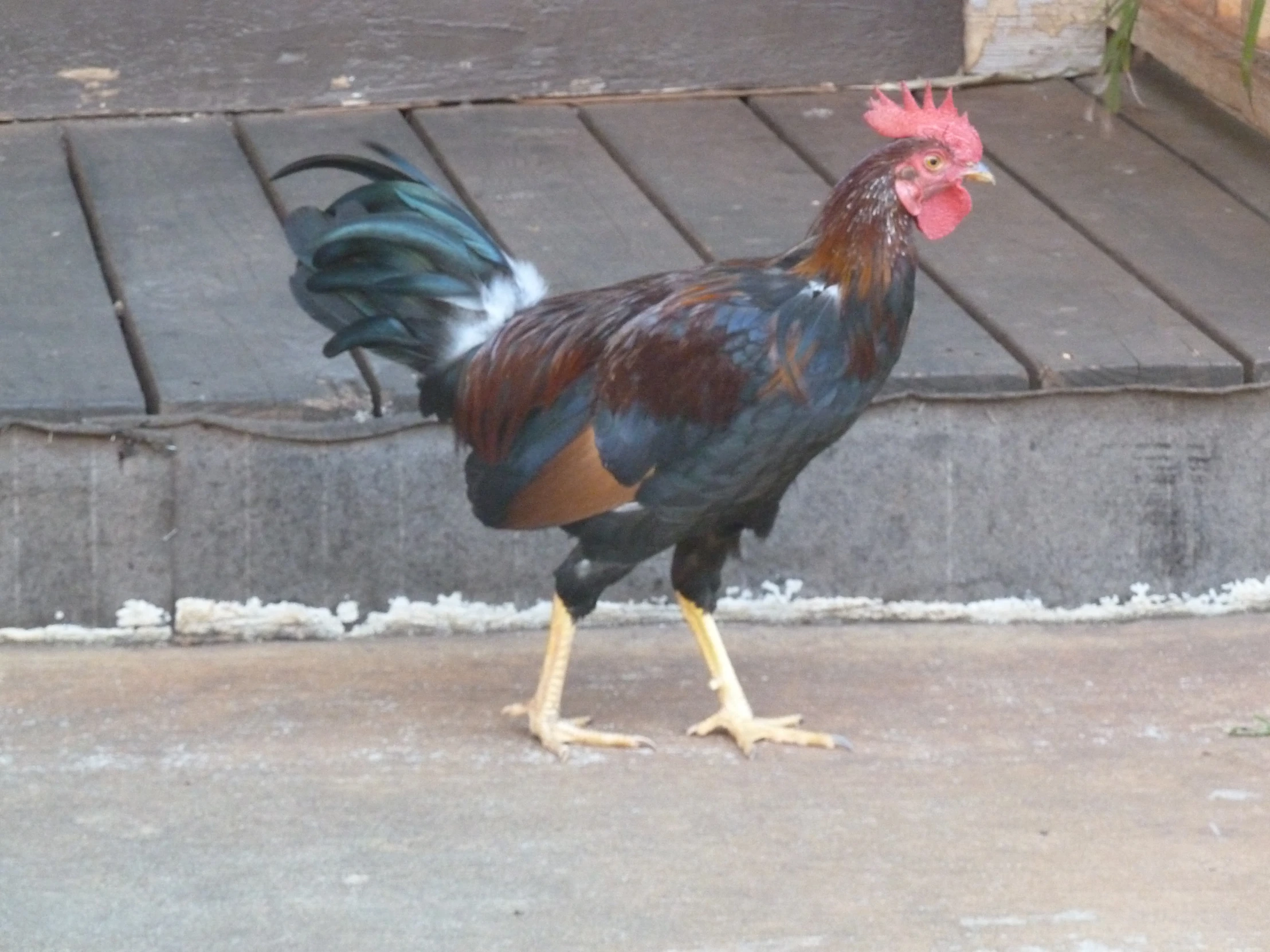 a large rooster walking down a road next to steps