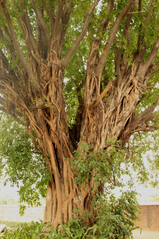 a very old tree with many green leaves