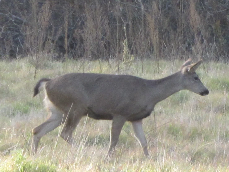 an animal walks through a field in front of trees