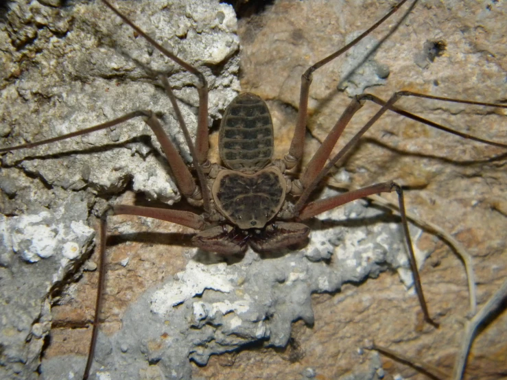 a spider crawling on some licheny, rocks