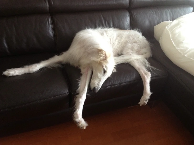 a dog lying down on a leather couch