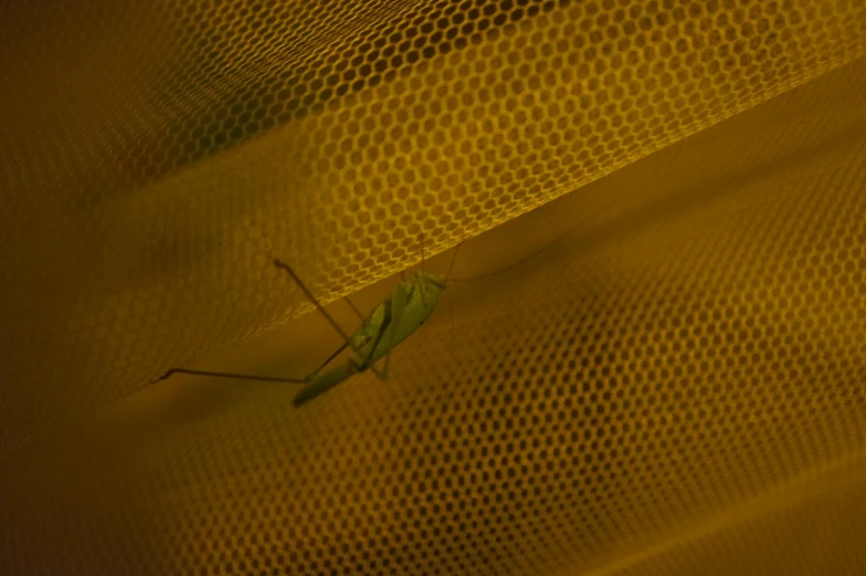 a praying mantisca is in the curtain and its eyes look like he's out on land