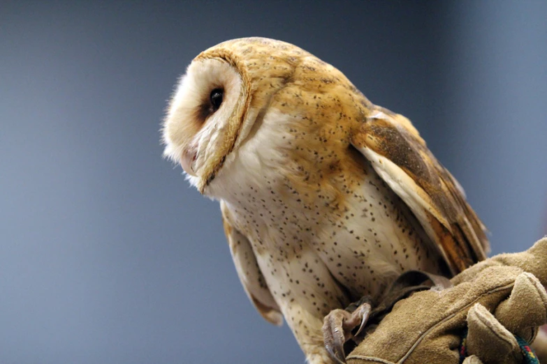 an owl perched on top of a glove with no eye