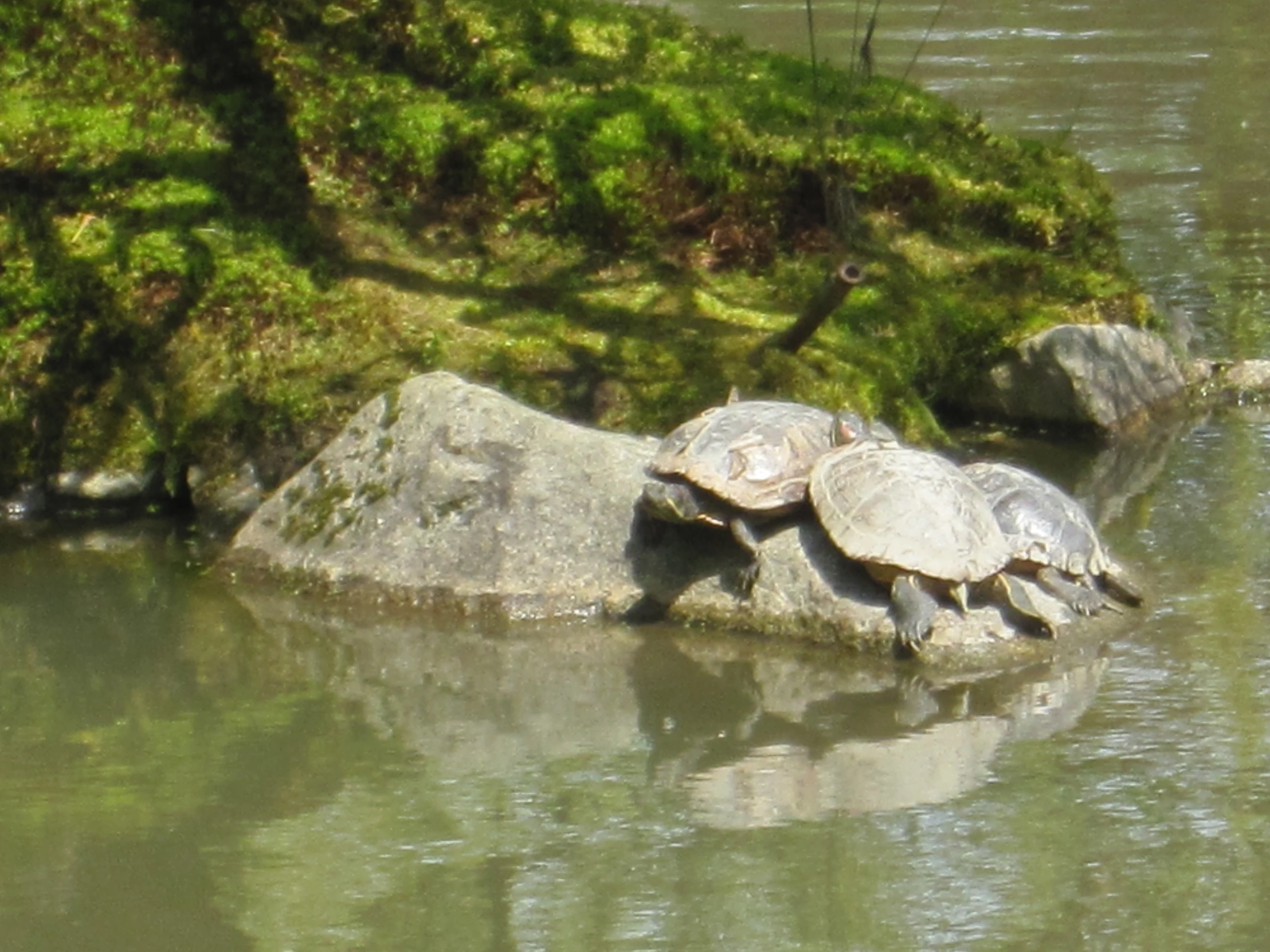 some large turtles sitting on top of two large rocks