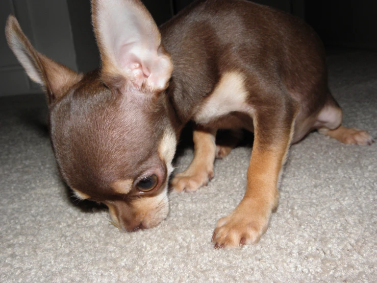 a small brown and black dog on top of carpet