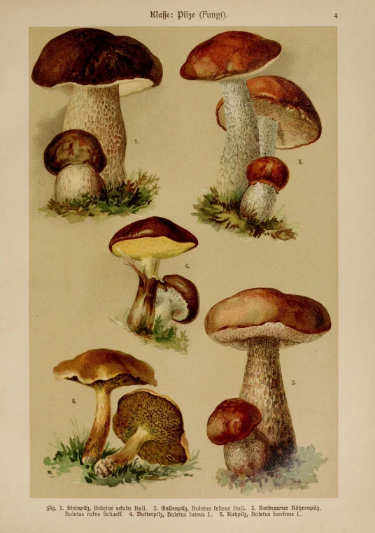 five different types of mushrooms on display