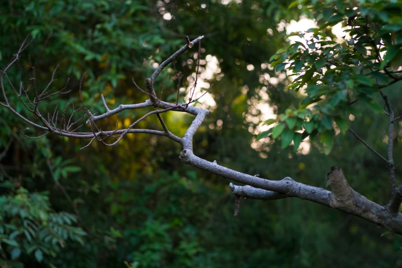 a small bird sitting in the middle of a tree nch