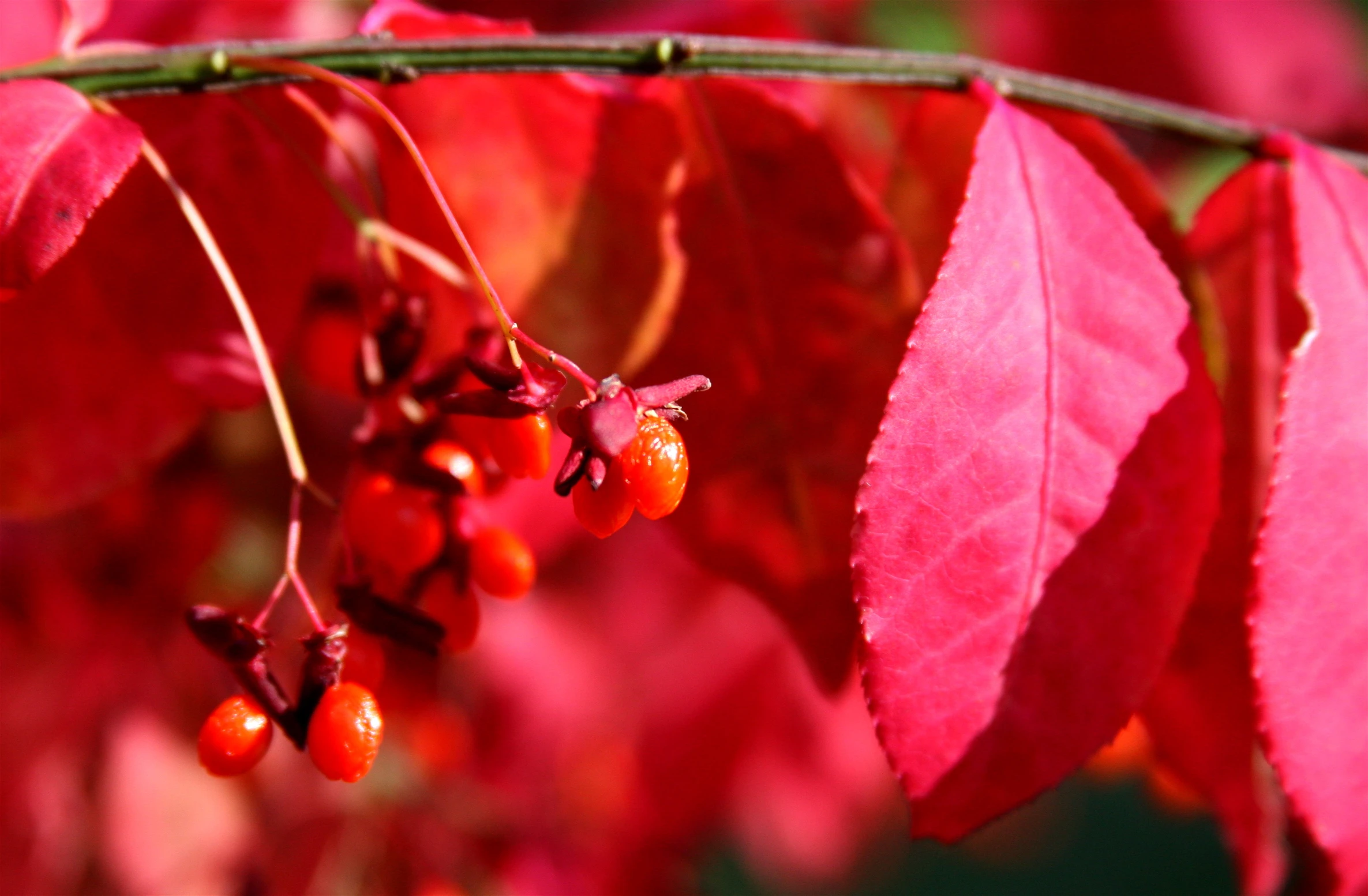 red leaves with small berries hanging from them