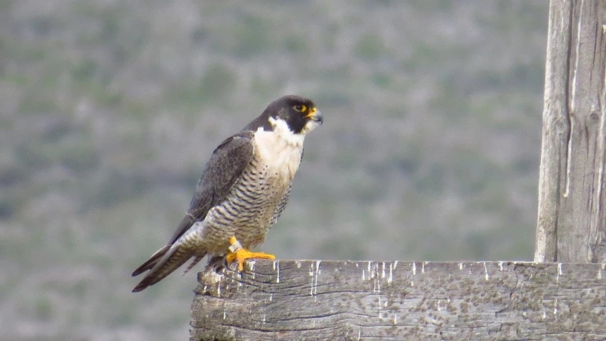 a bird perched on top of a wooden pole