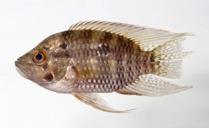 a large fish swimming under water on a white surface