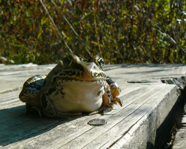 a frog sitting on a picnic table in the sun