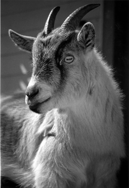 a goat with a happy look on his face