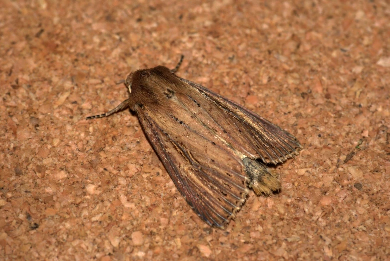 the small moth is on a cork floor