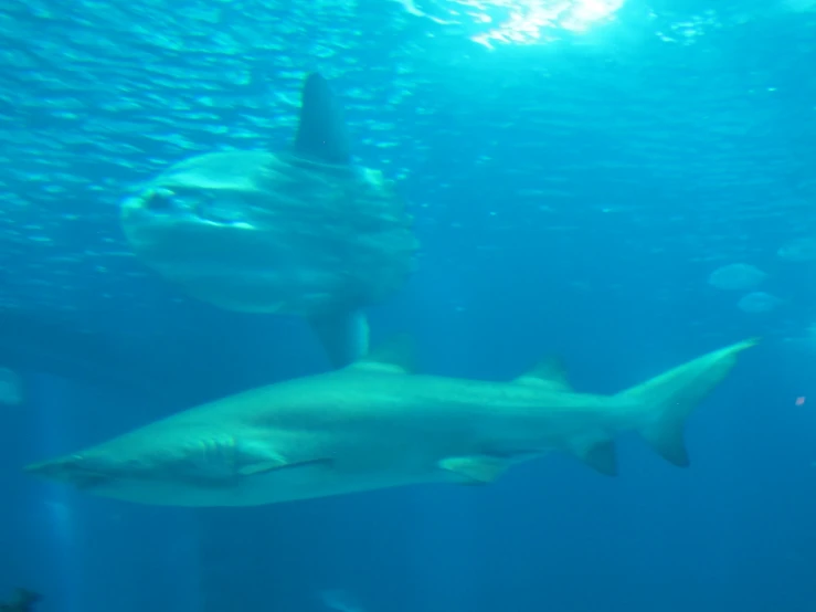 a large group of shark swimming under water