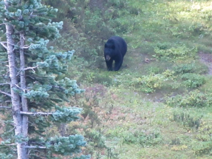 a bear walking across a lush green field next to trees