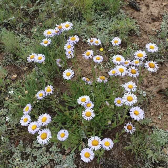 small white and yellow flowers that are in the grass