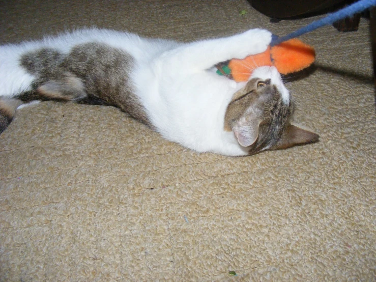 the white and gray cat is playing with an orange toy
