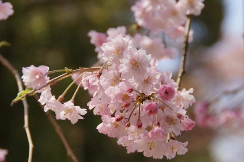 a cluster of pink flowers on a tree nch