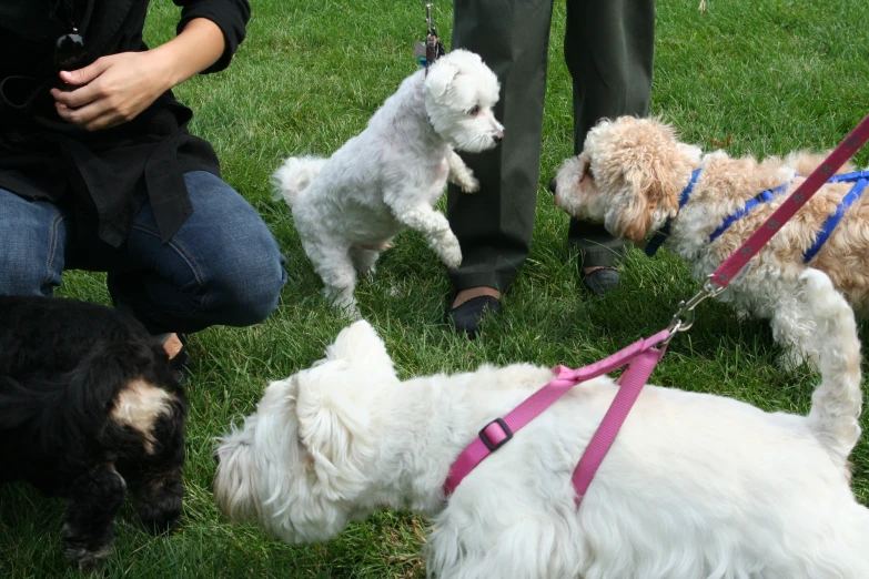 the group of dogs are sniffing the person and being on the grass