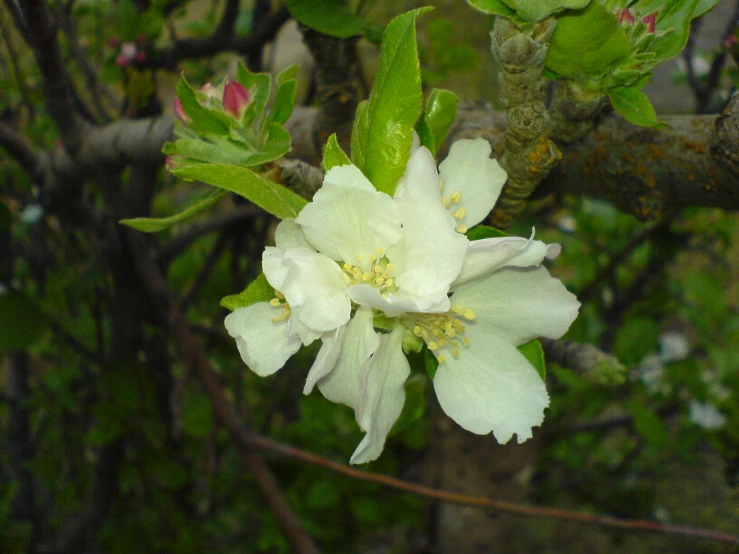 a flower blooming on the nch of an apple tree