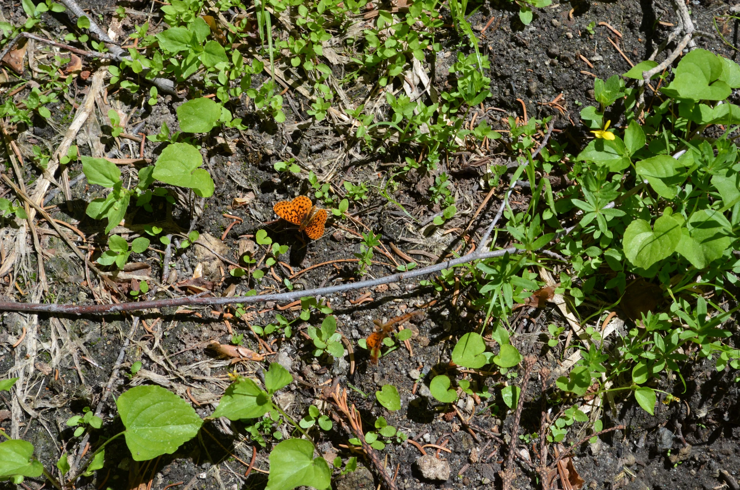 small orange flower blooming on some thicky vegetation