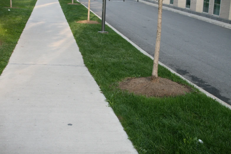 two trees with their trunks in the ground on both sides of a sidewalk