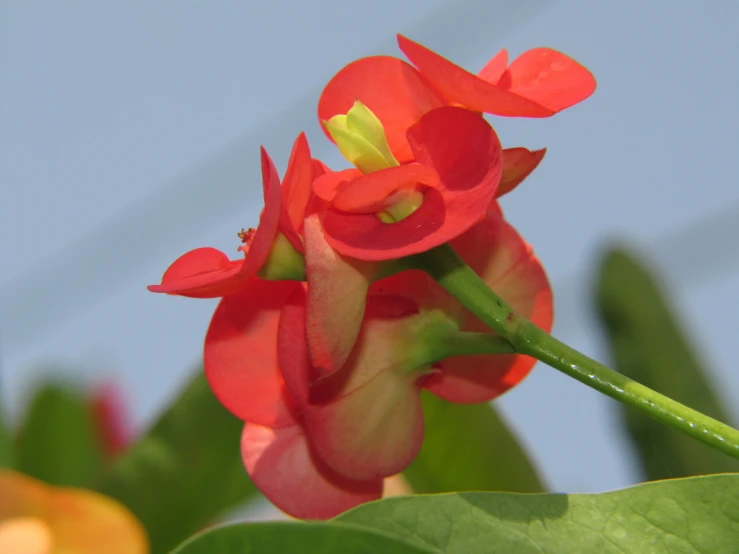 red flower and leaves on plant with sky background