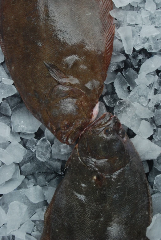 two fish in some ice near one another