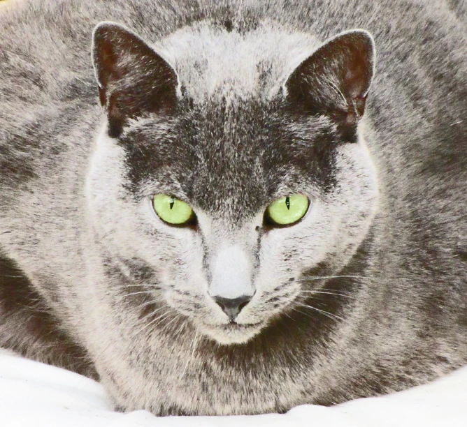 grey cat with green eyes and white blanket