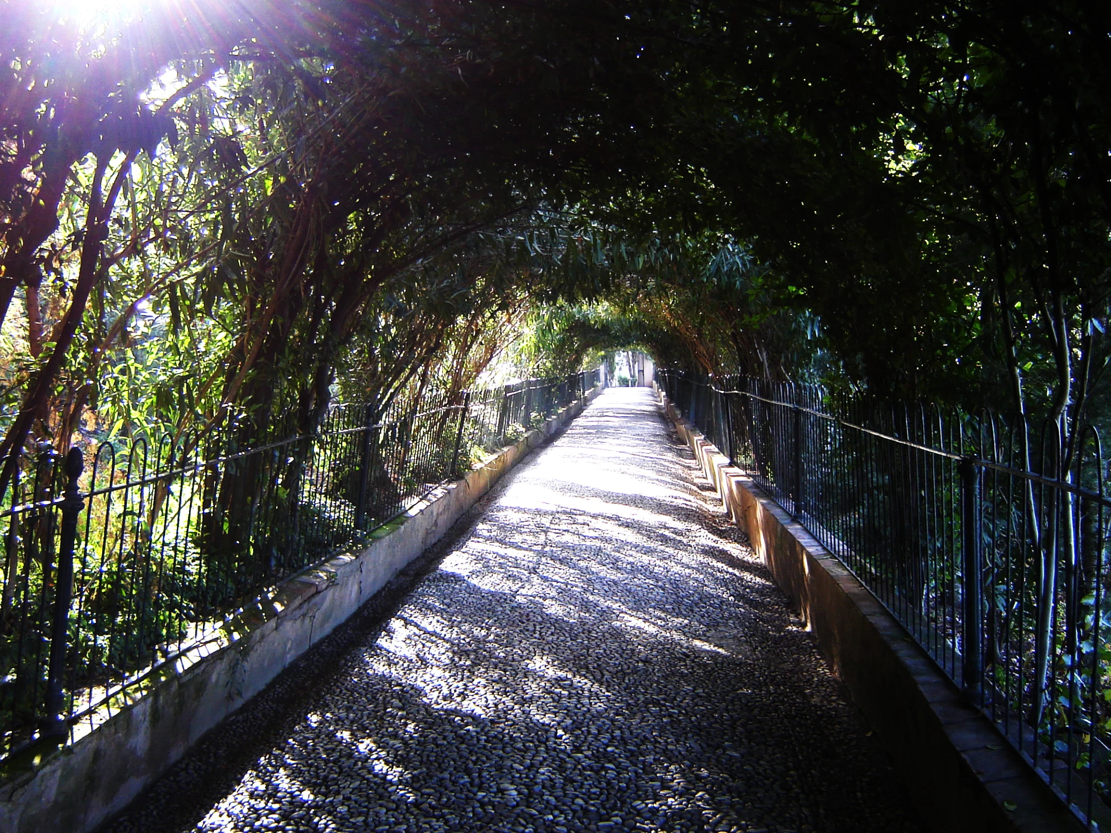 there are many trees that line the walkway