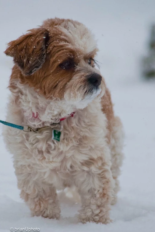 a small gy haired dog walks in the snow