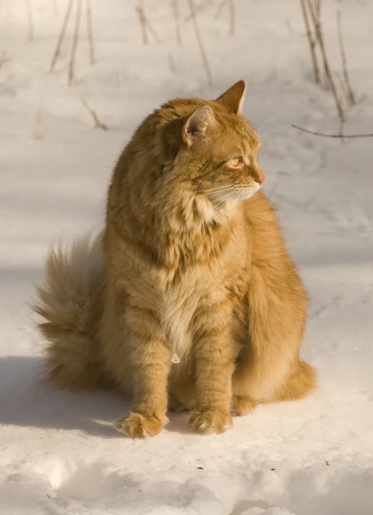 an orange tabby cat is sitting in the snow