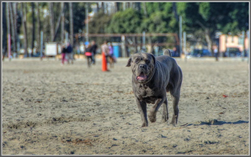 a dog with its tongue out walking in the sand