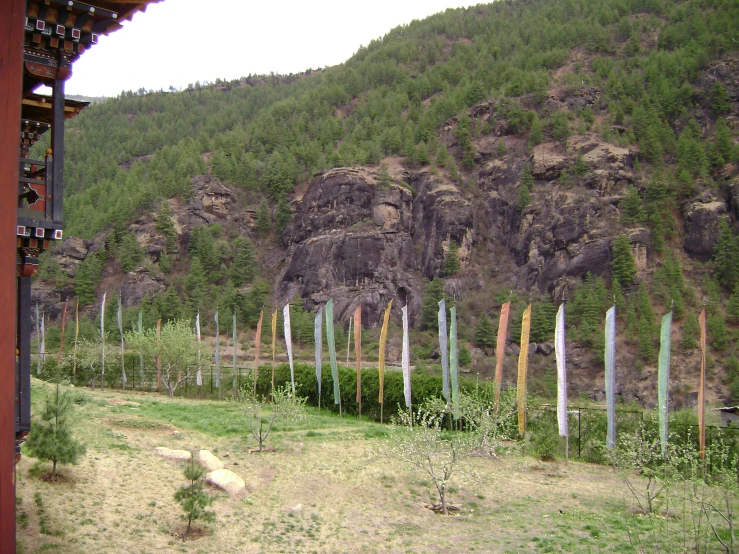 there is a forest of trees and bushes on the grass