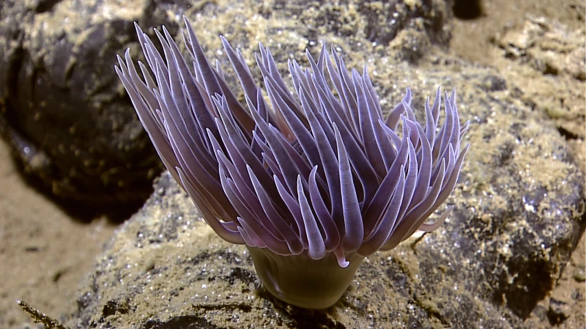 purple flower that is growing from some rocks