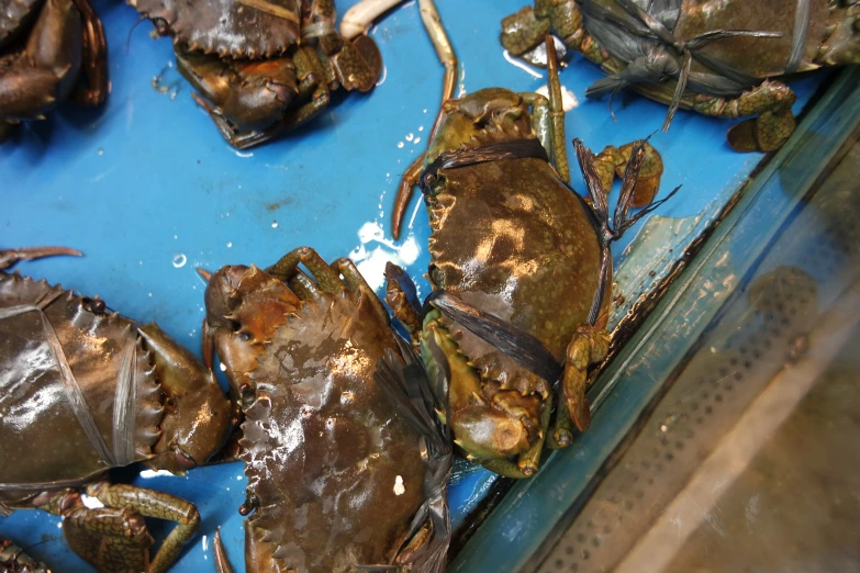 large and small lobsters being cleaned for the consumption