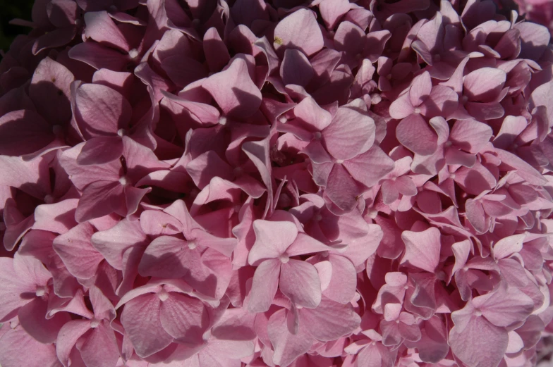 a very big bunch of pink flowers outside