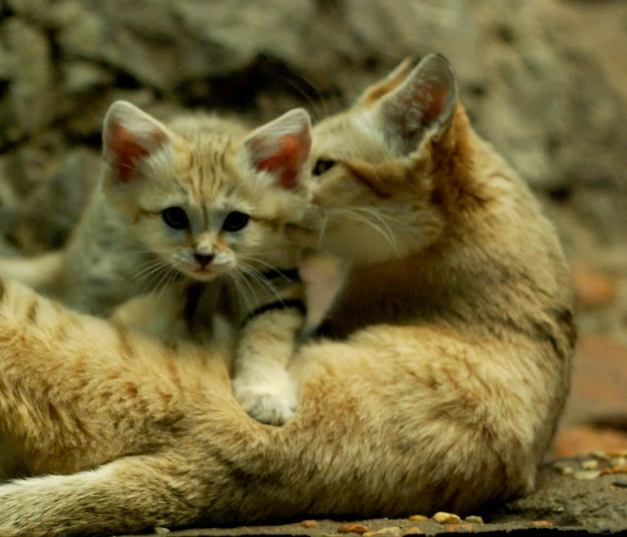 two small cats are standing next to each other on the ground