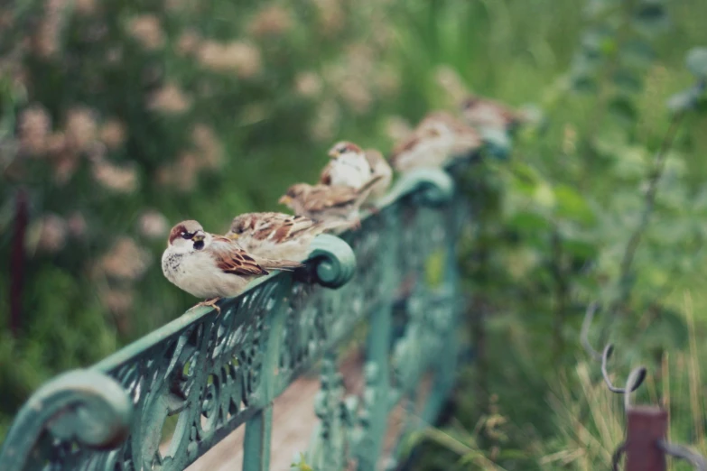 a group of birds sitting on the rails