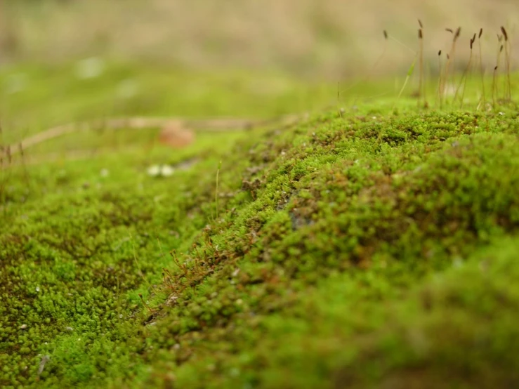 small plants growing on top of a moss covered hill