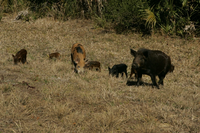 an adult hog stands next to a young boar and baby boar