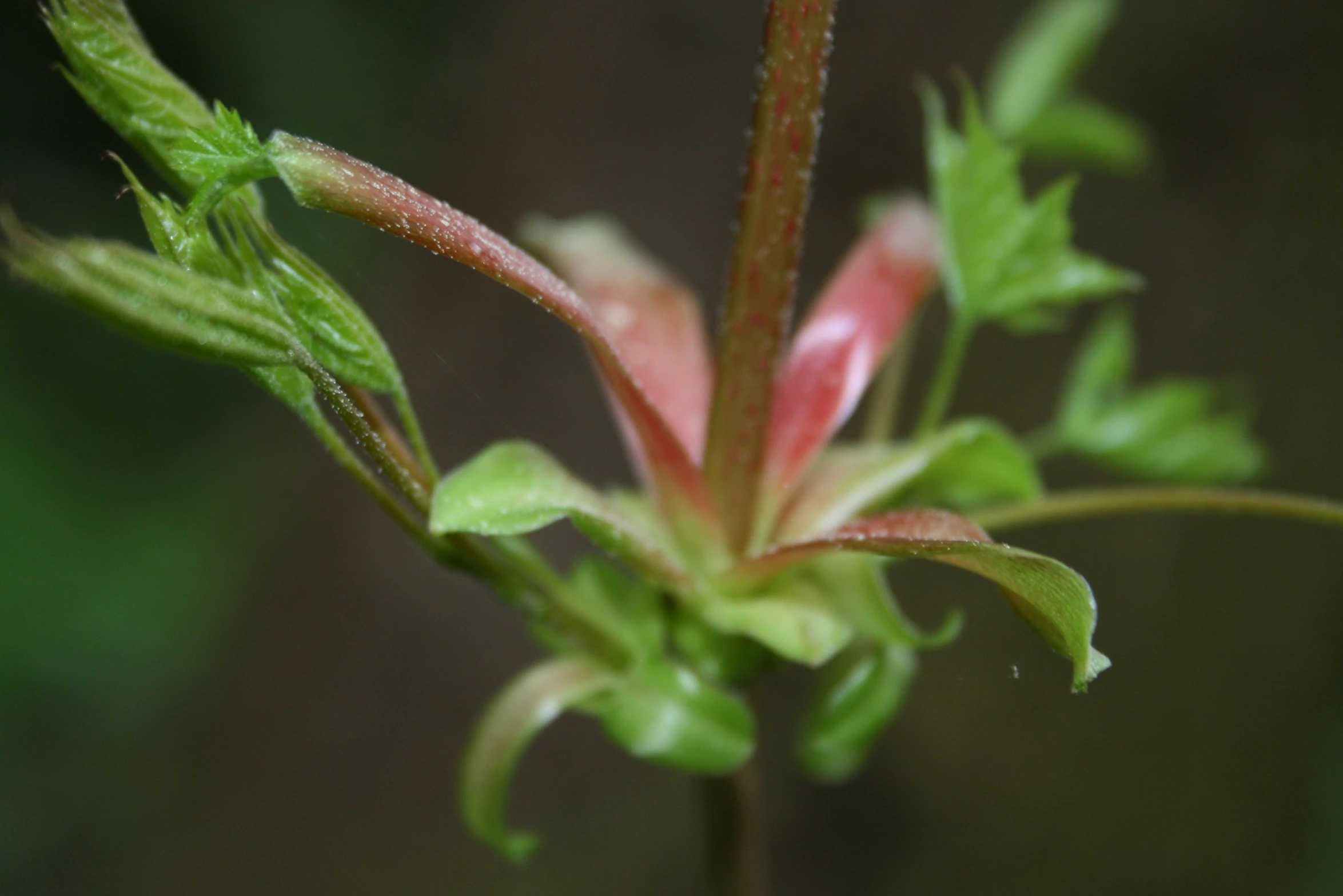 a closeup view of the pink flower bud