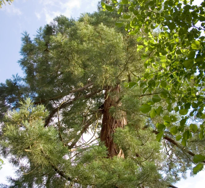 the tops of green leaves and a tree are in the foreground