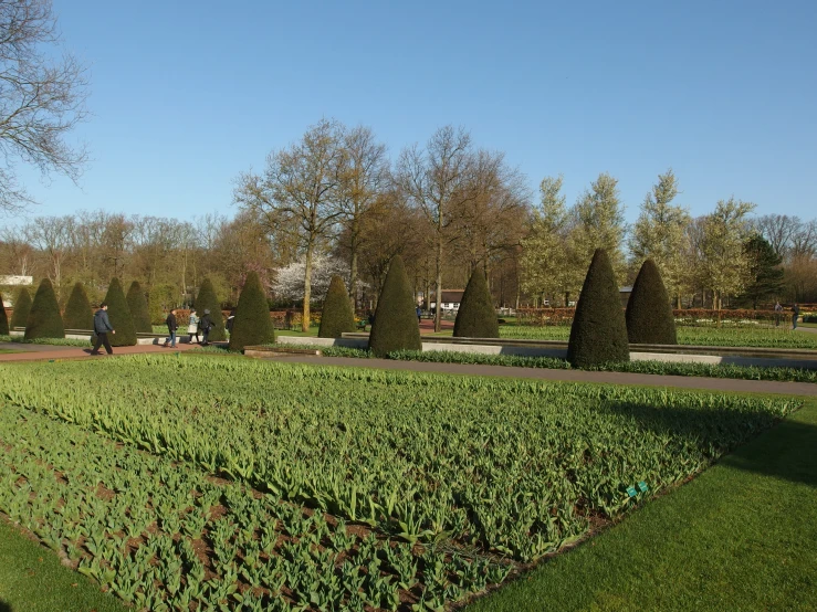 people walk through an area covered in hedges