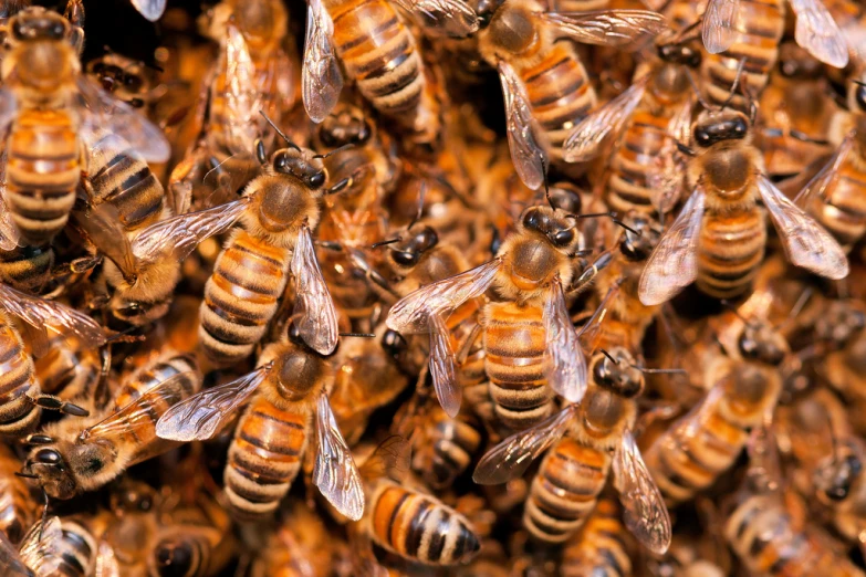 a bunch of bees are in a pile